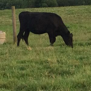 Meet your Posher, Reagan